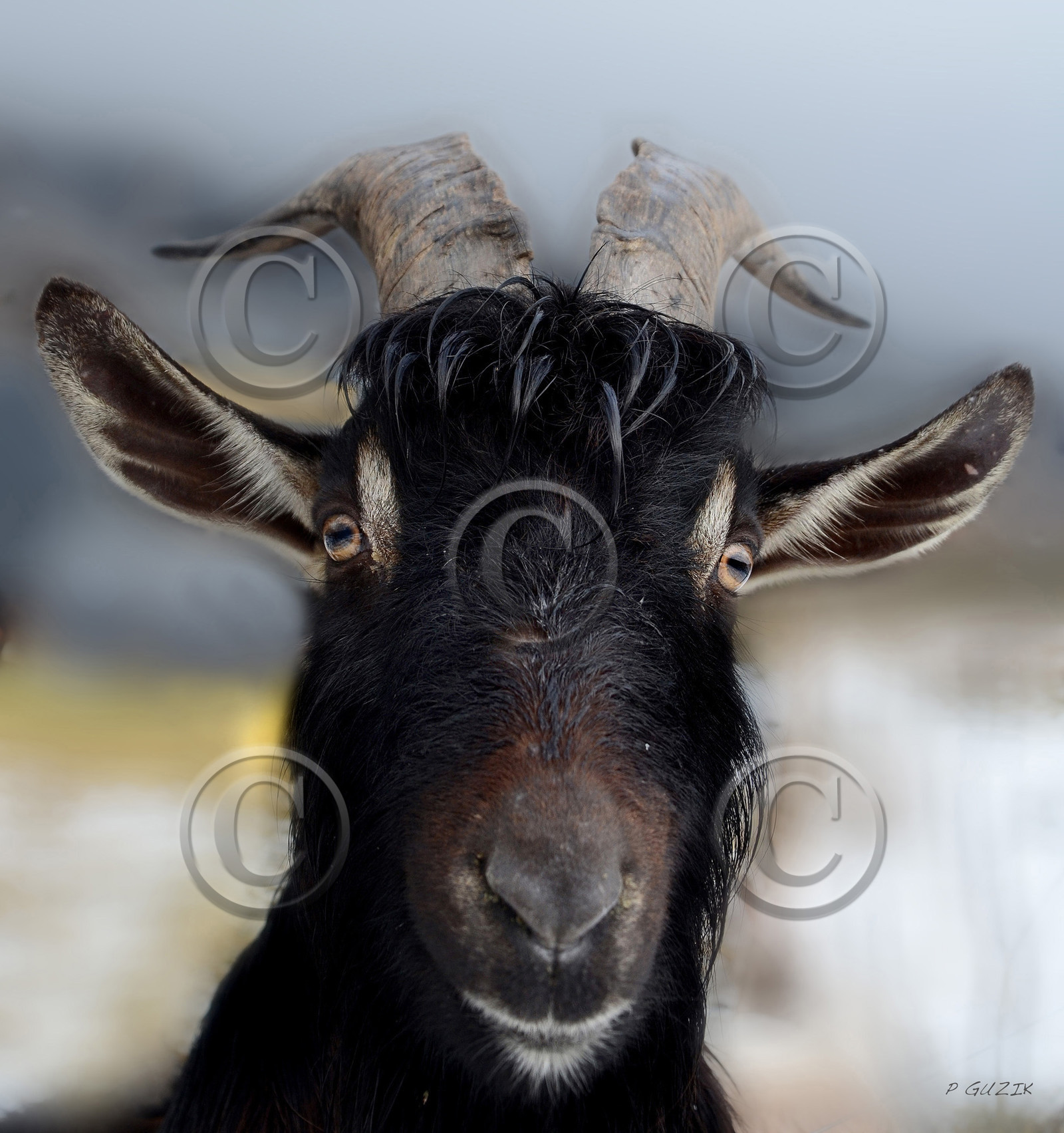 ref-portrait-chevre-prise-de-vue-30x30-copie.jpg