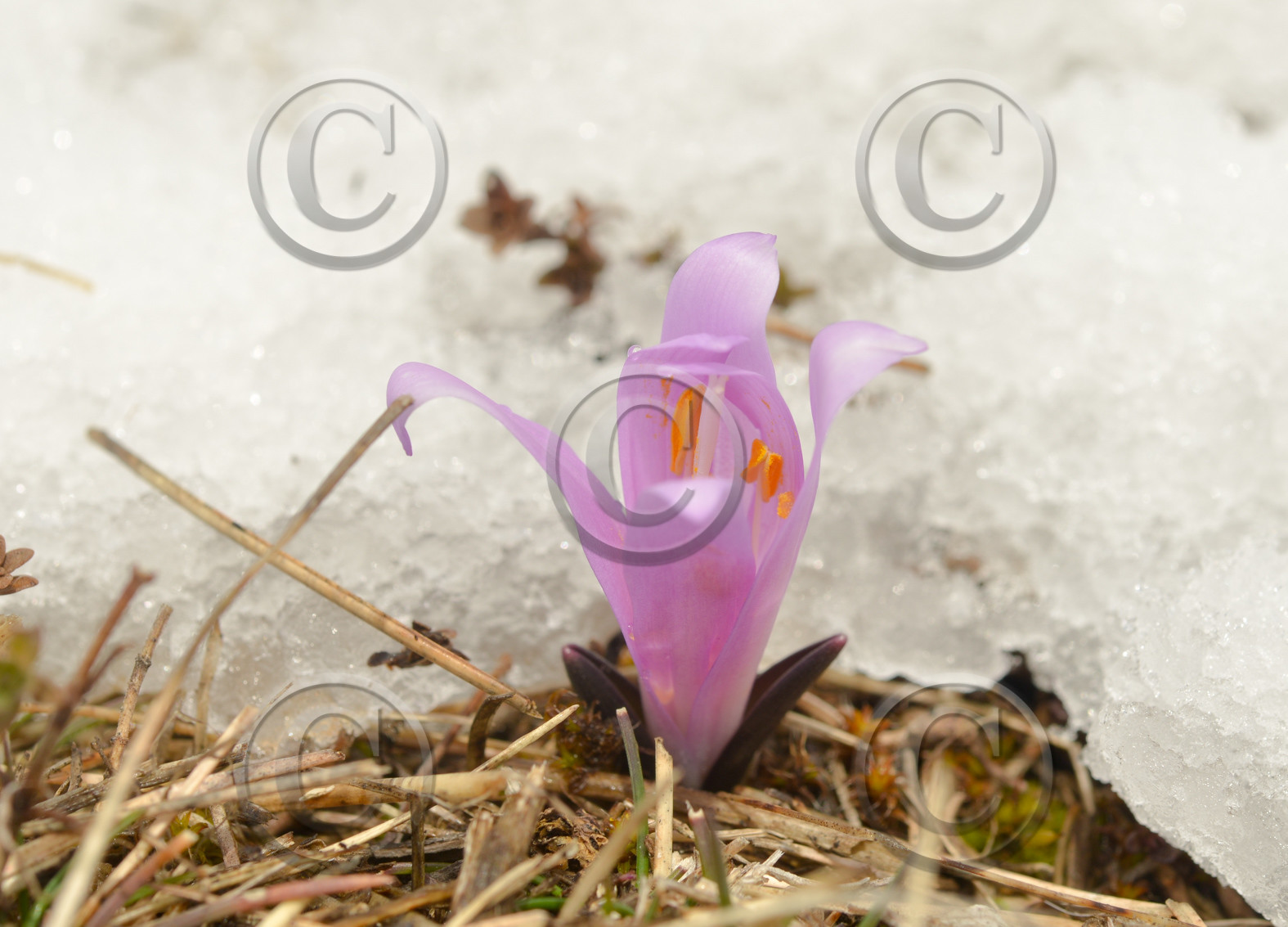ALPES DE HAUTE PROVENCE