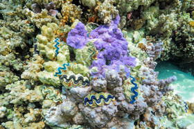 corail dans le pacifique