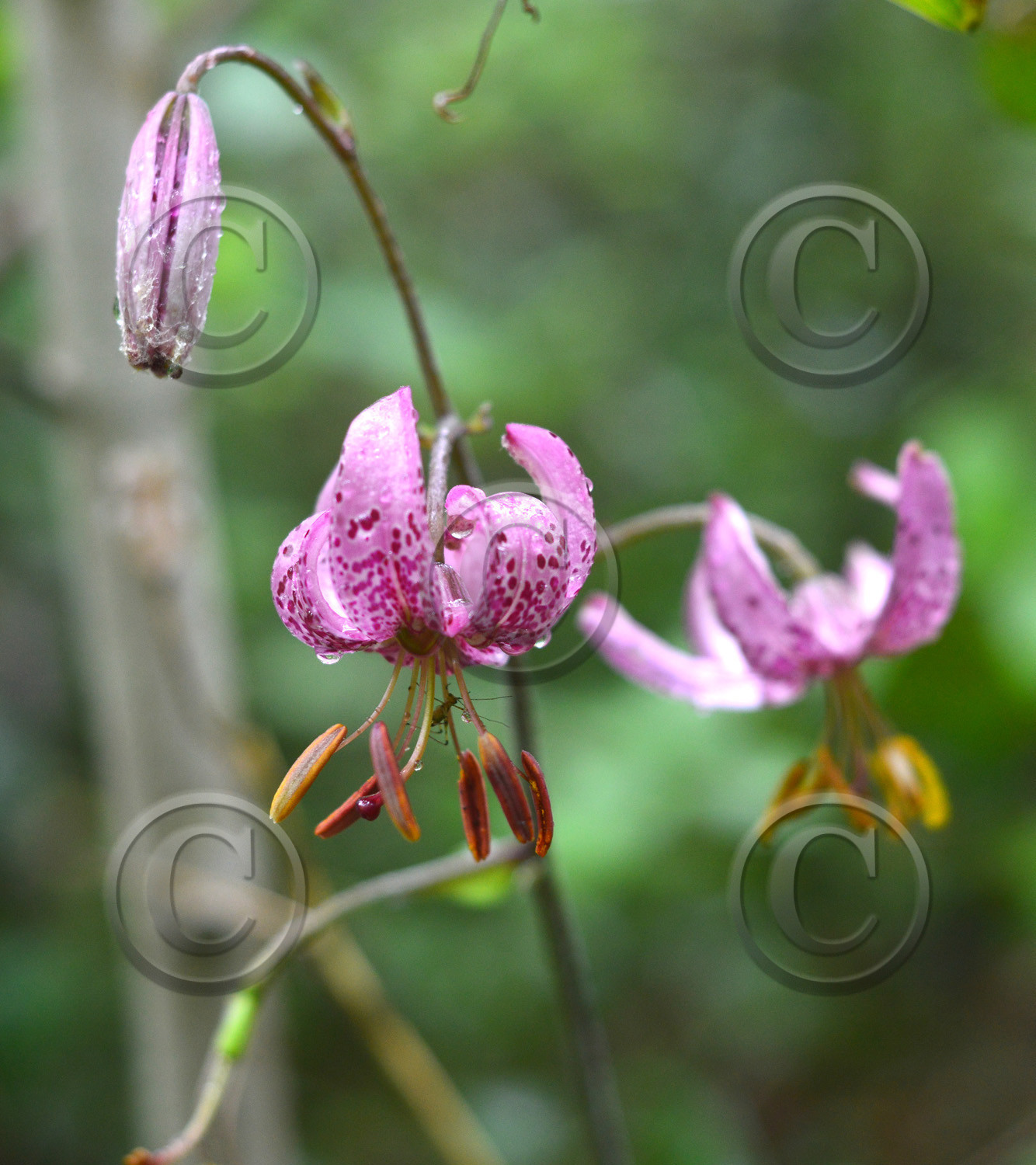 Photo de la sainte baume