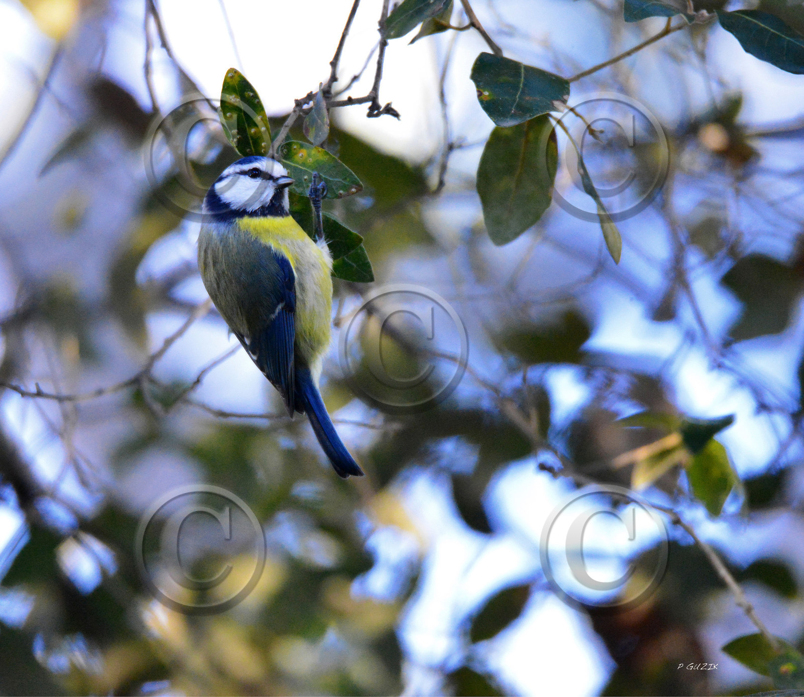 MISE A  JOUR  en cours