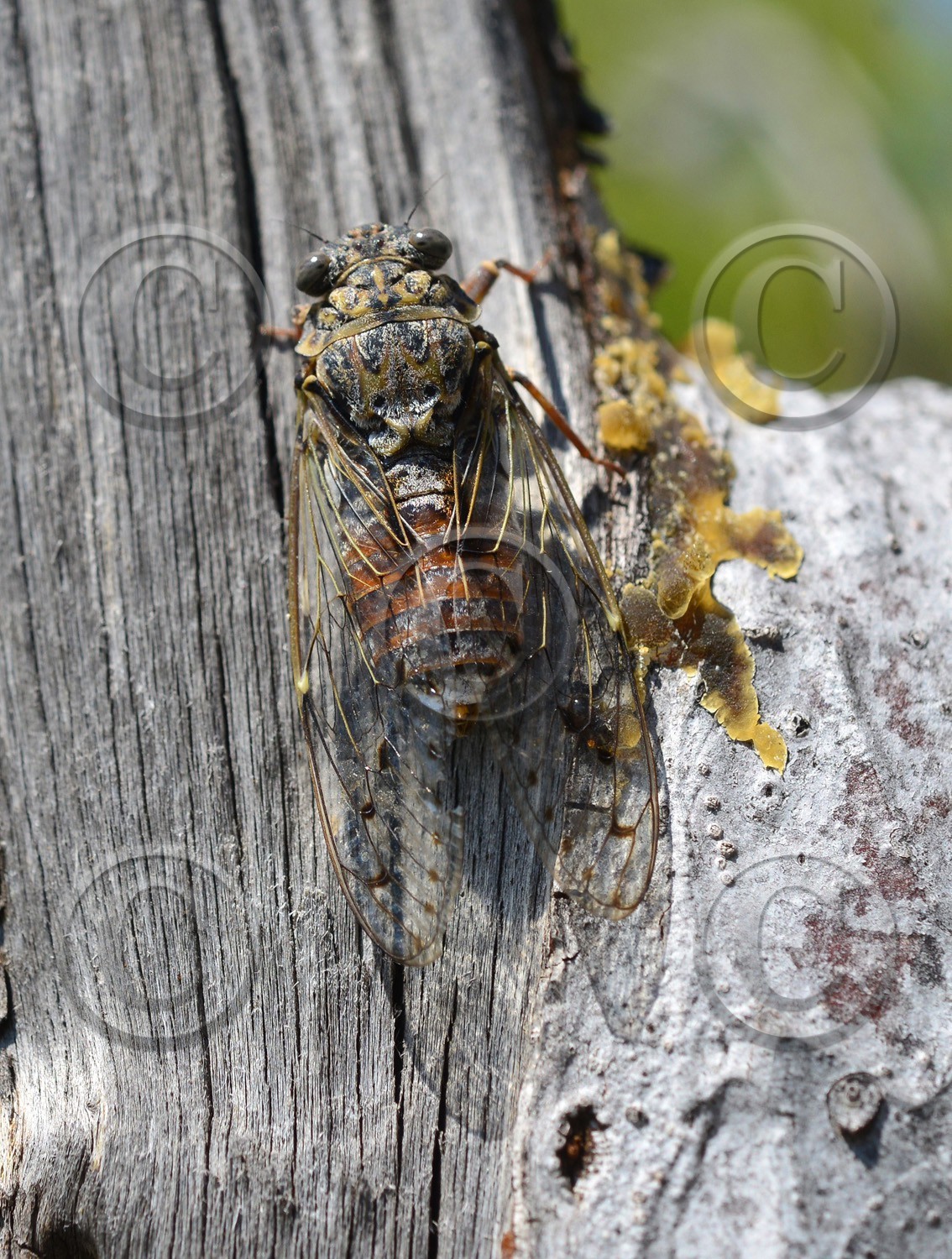 MISE A  JOUR  en cours