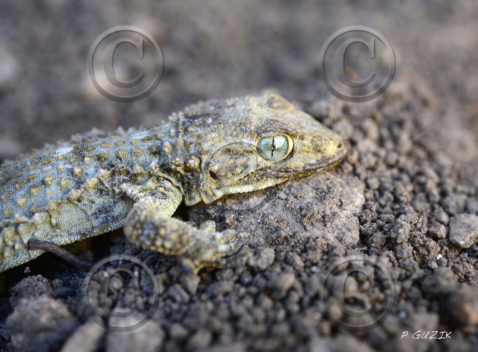 MISE A  JOUR  en cours