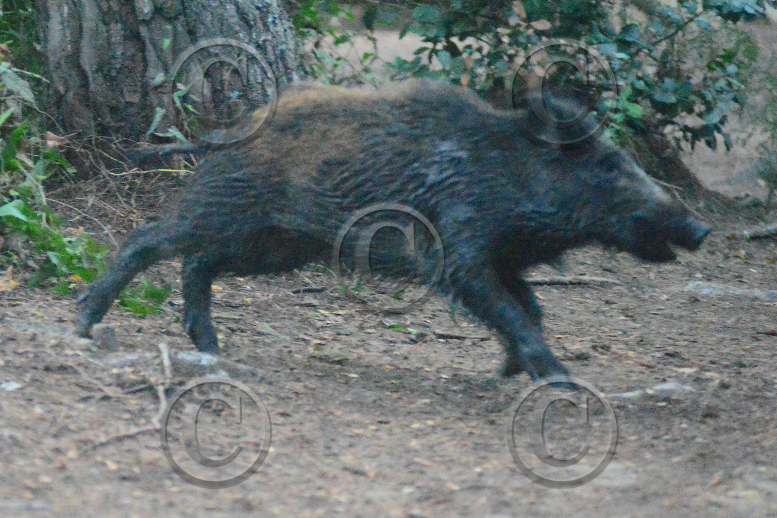 MISE A  JOUR  en cours