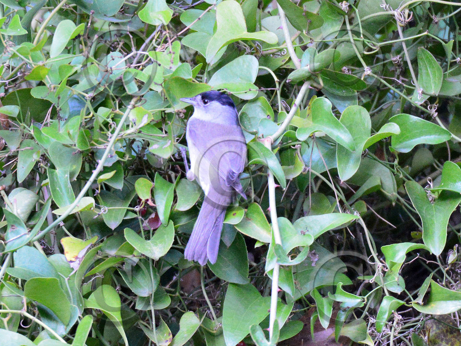 MISE A  JOUR  en cours