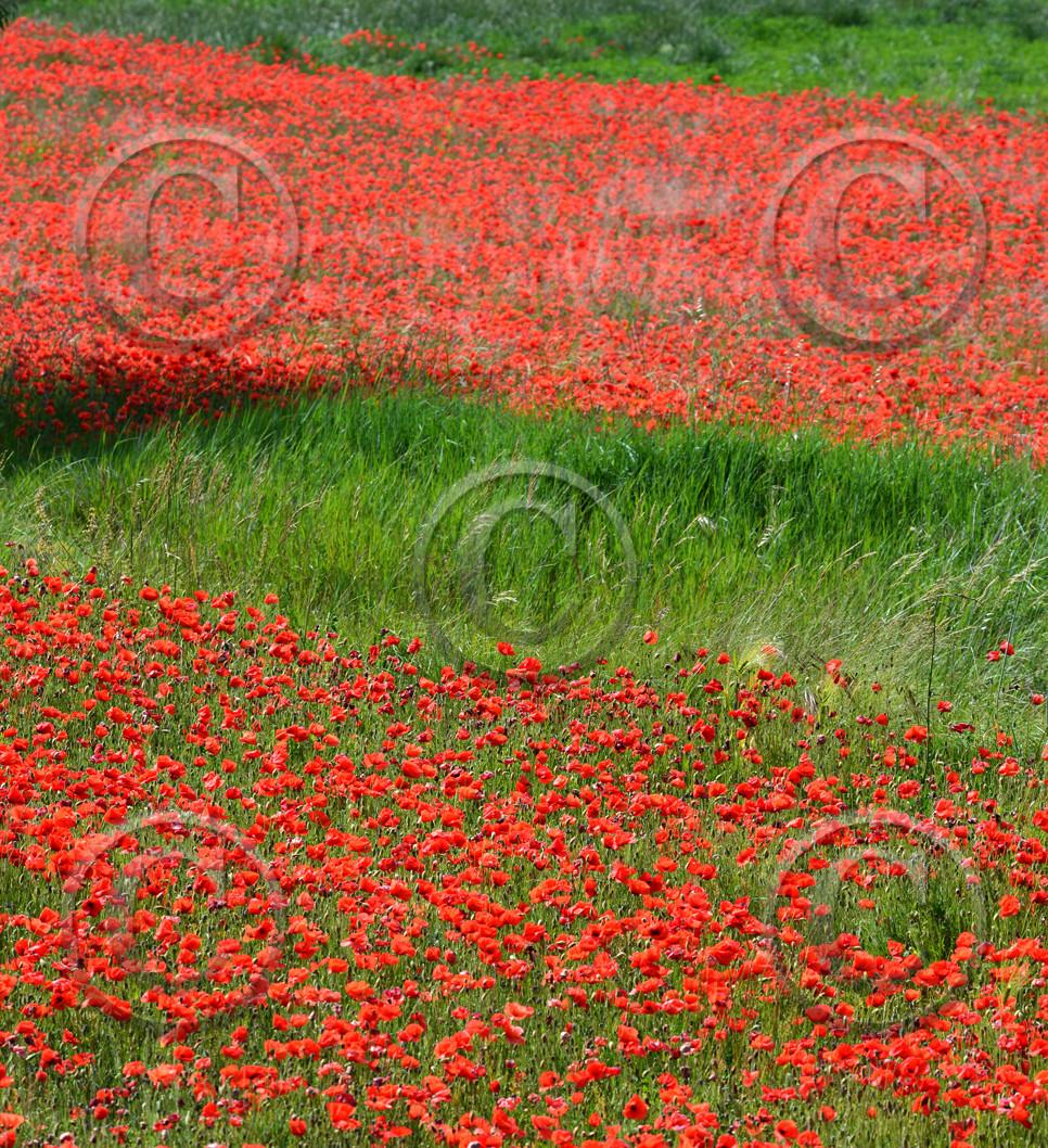 Photo de la sainte baume