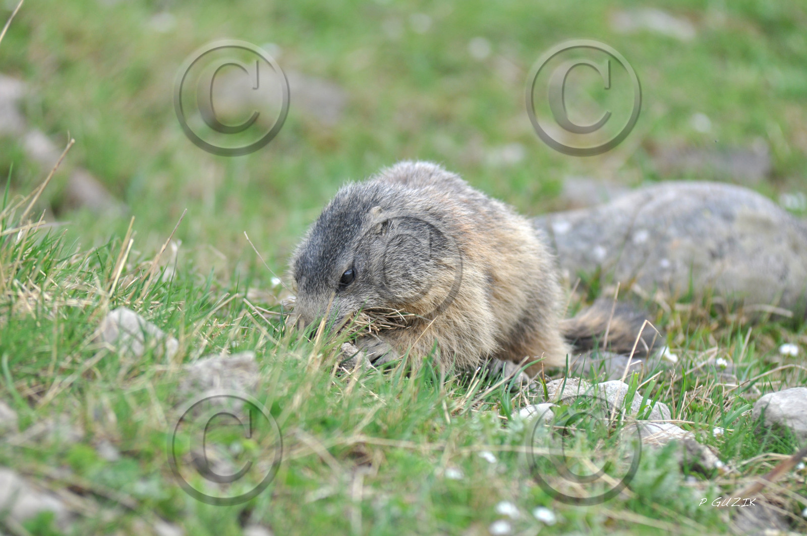 faune-montagne-provence-marmotte-dsc_5640.jpg