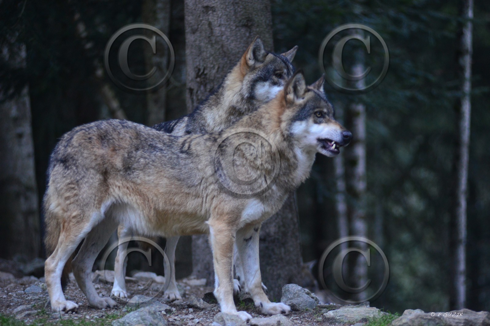 MISE A  JOUR  en cours