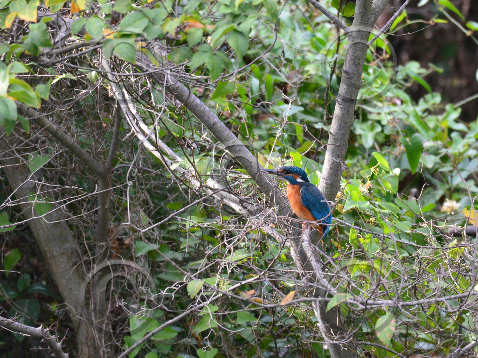 MISE A  JOUR  en cours