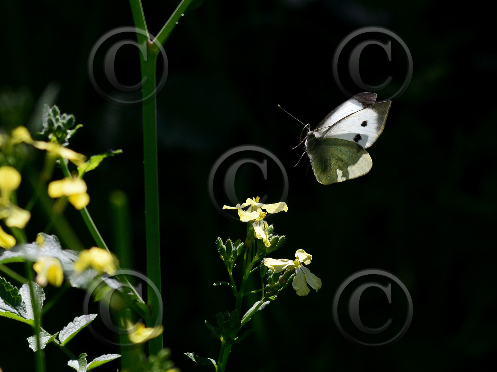 MISE A  JOUR  en cours