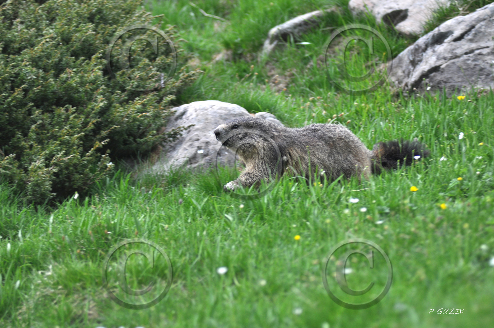 MISE A  JOUR  en cours