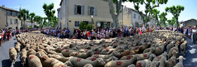 ref-1045-provence-st-remy-transhumance-calanque-mouton-.jpg