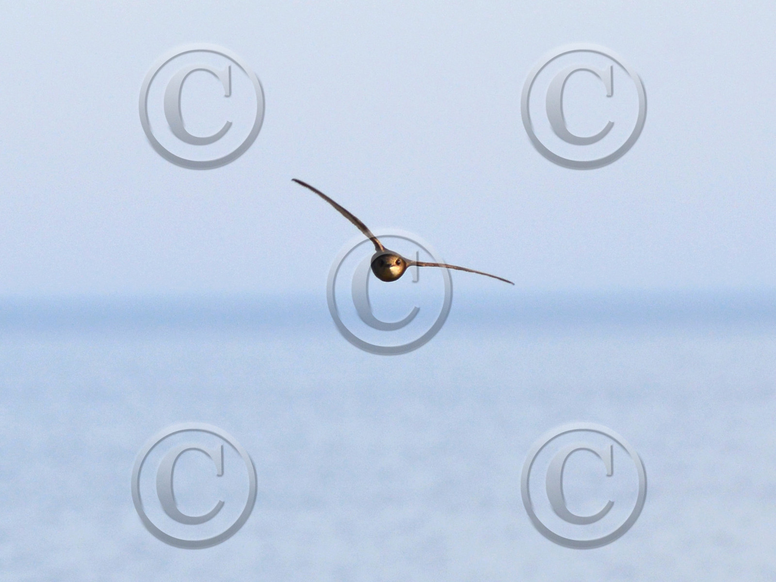 MISE A  JOUR  en cours