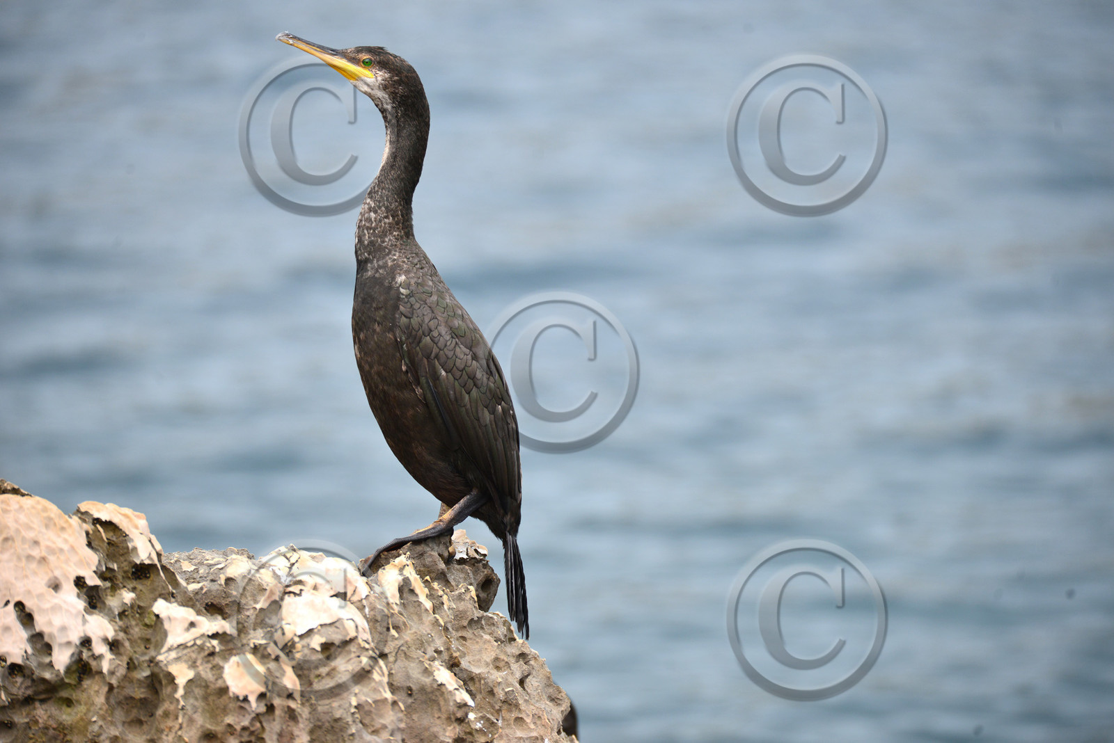 MISE A  JOUR  en cours