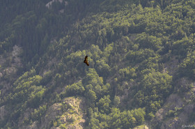montagne haute alpes ,queyras, mercantour,alpes de haute provence,alpes maritime