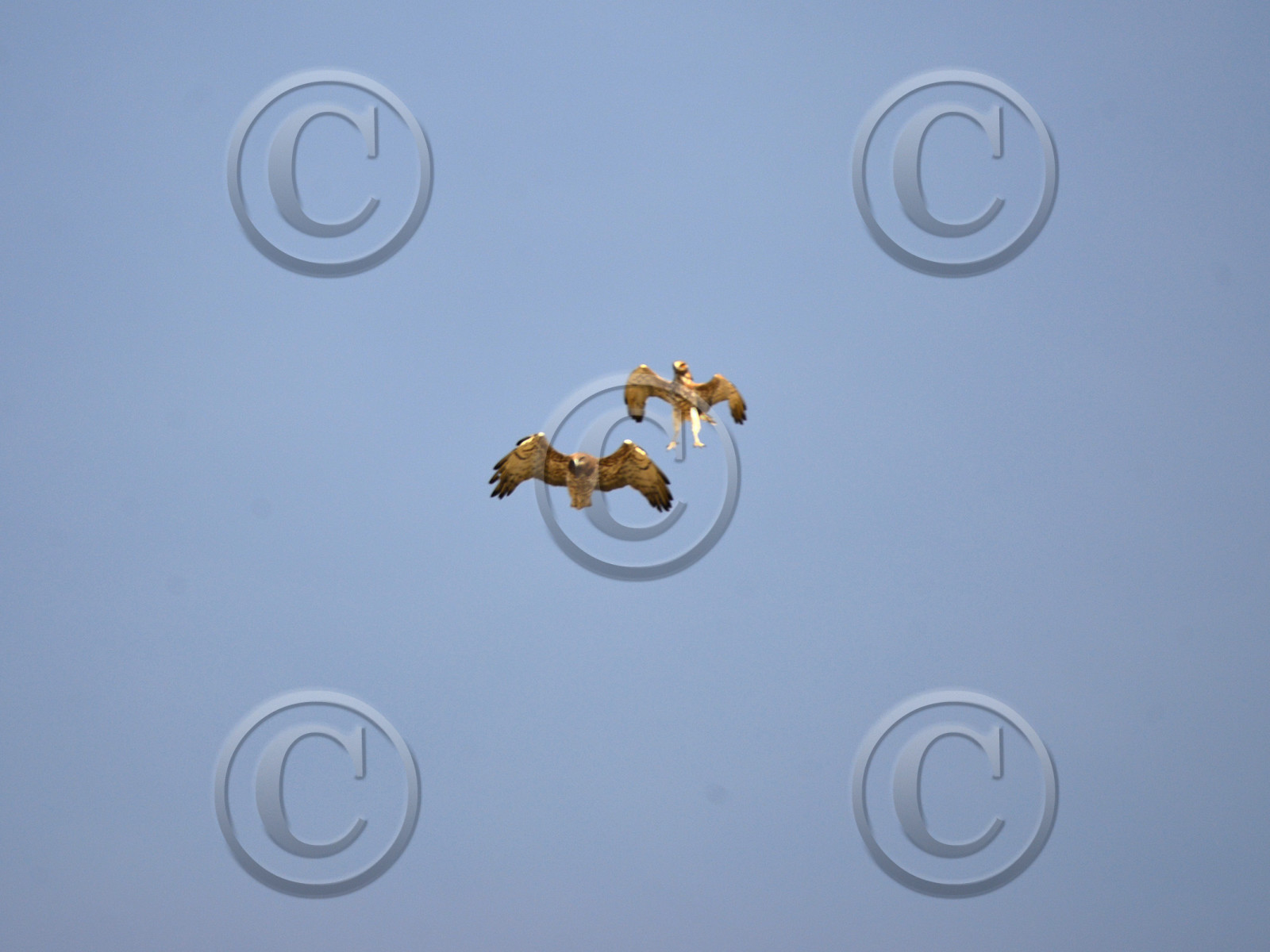 MISE A  JOUR  en cours