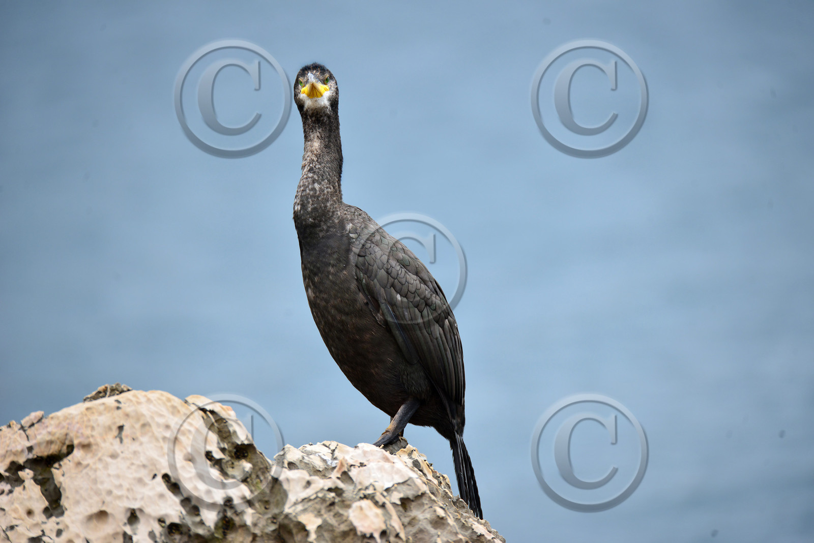 MISE A  JOUR  en cours