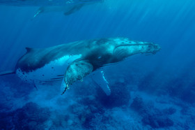 MISE A  JOUR  en cours