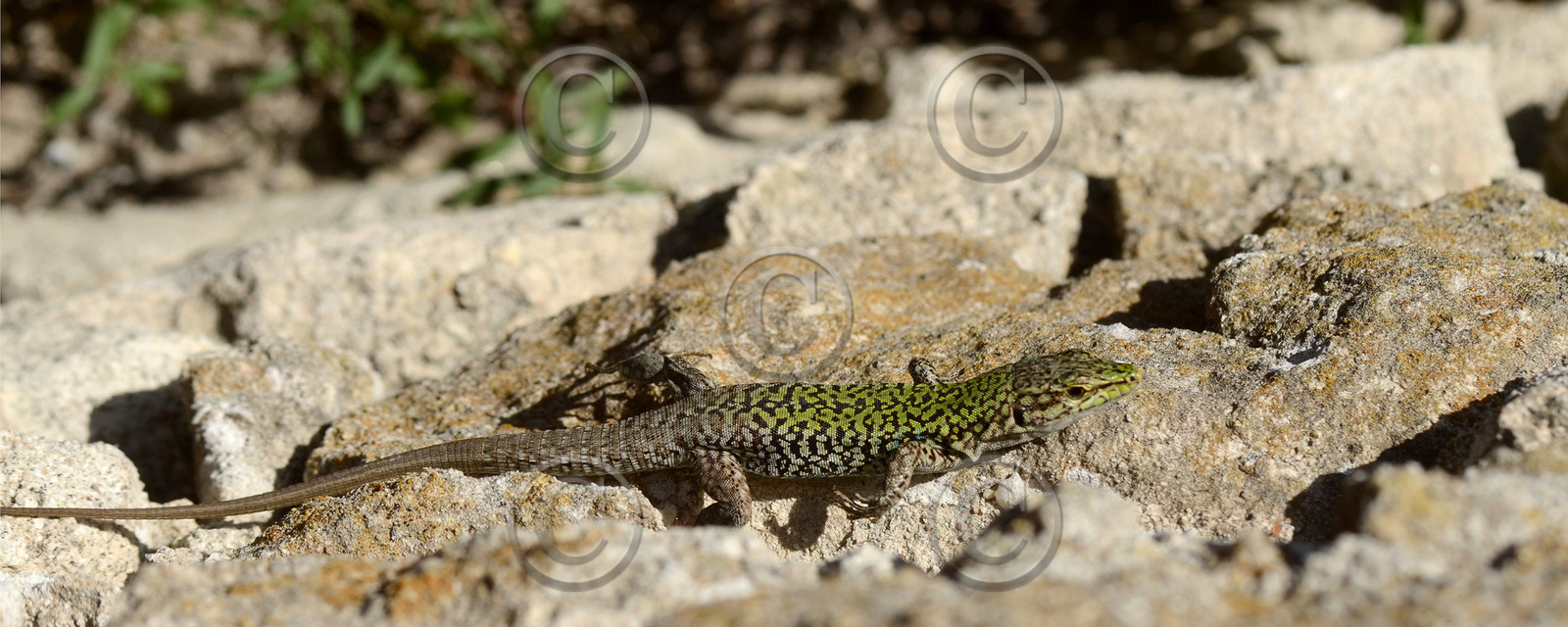 MISE A  JOUR  en cours