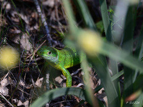 MISE A  JOUR  en cours