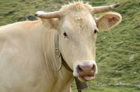 montagne haute alpes ,queyras, mercantour,alpes de haute provence,alpes maritime