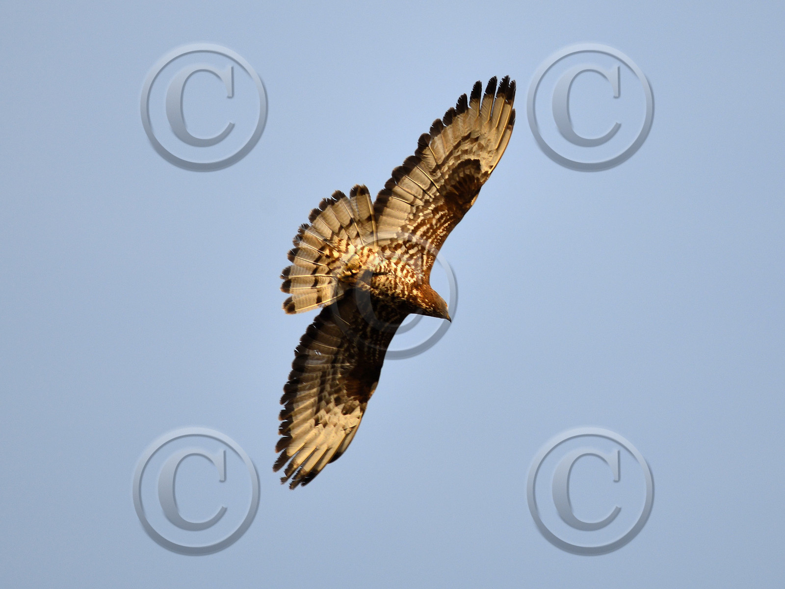 MISE A  JOUR  en cours