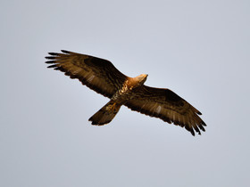 MISE A  JOUR  en cours