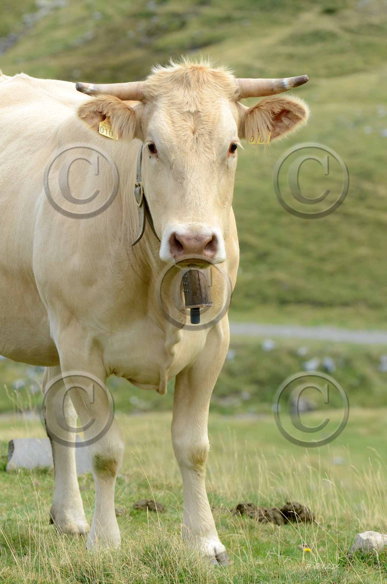 montagne haute alpes ,queyras, mercantour,alpes de haute provence,alpes maritime