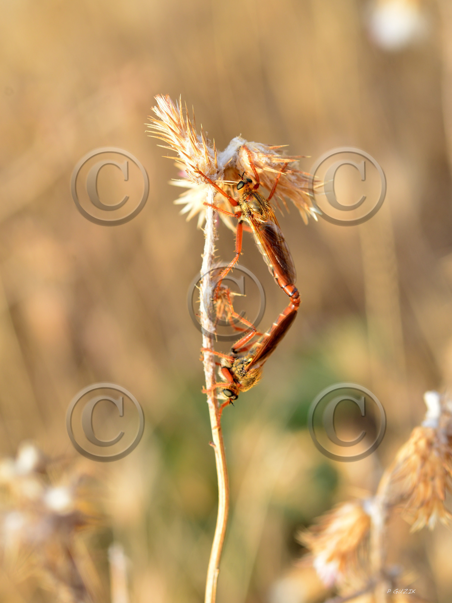 MISE A  JOUR  en cours