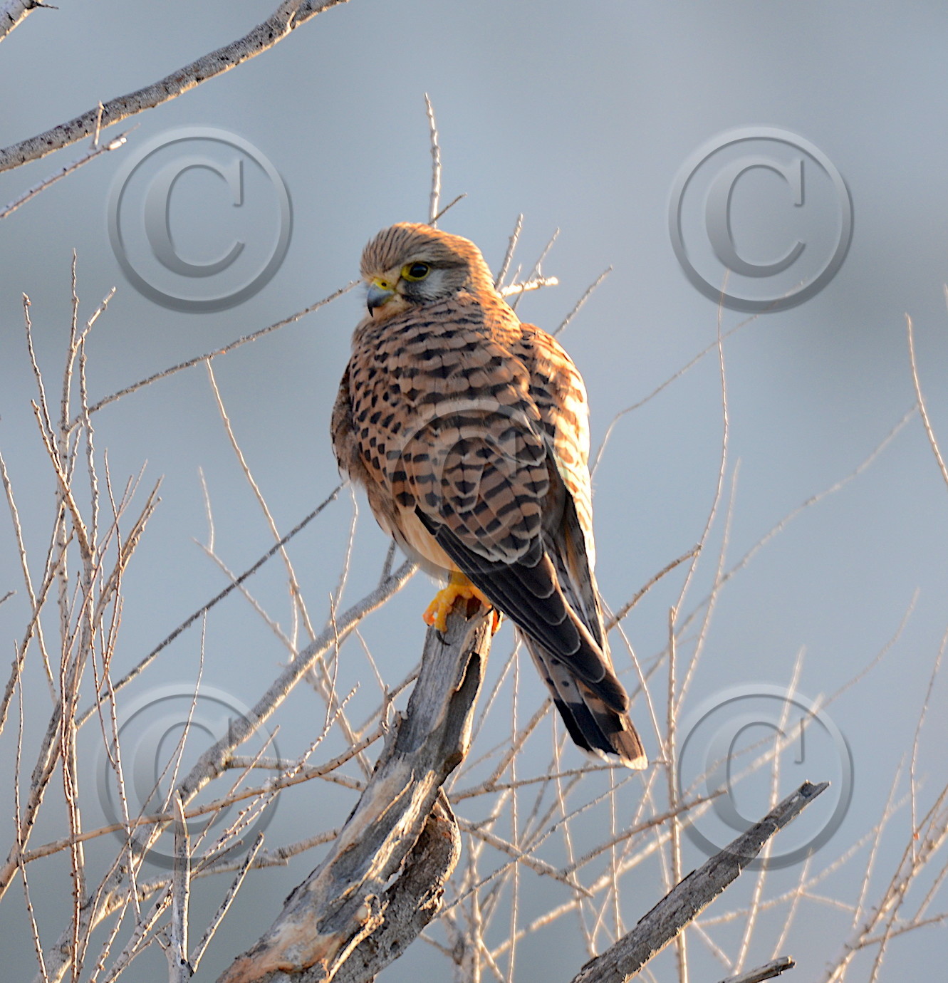 faune calanque faucon