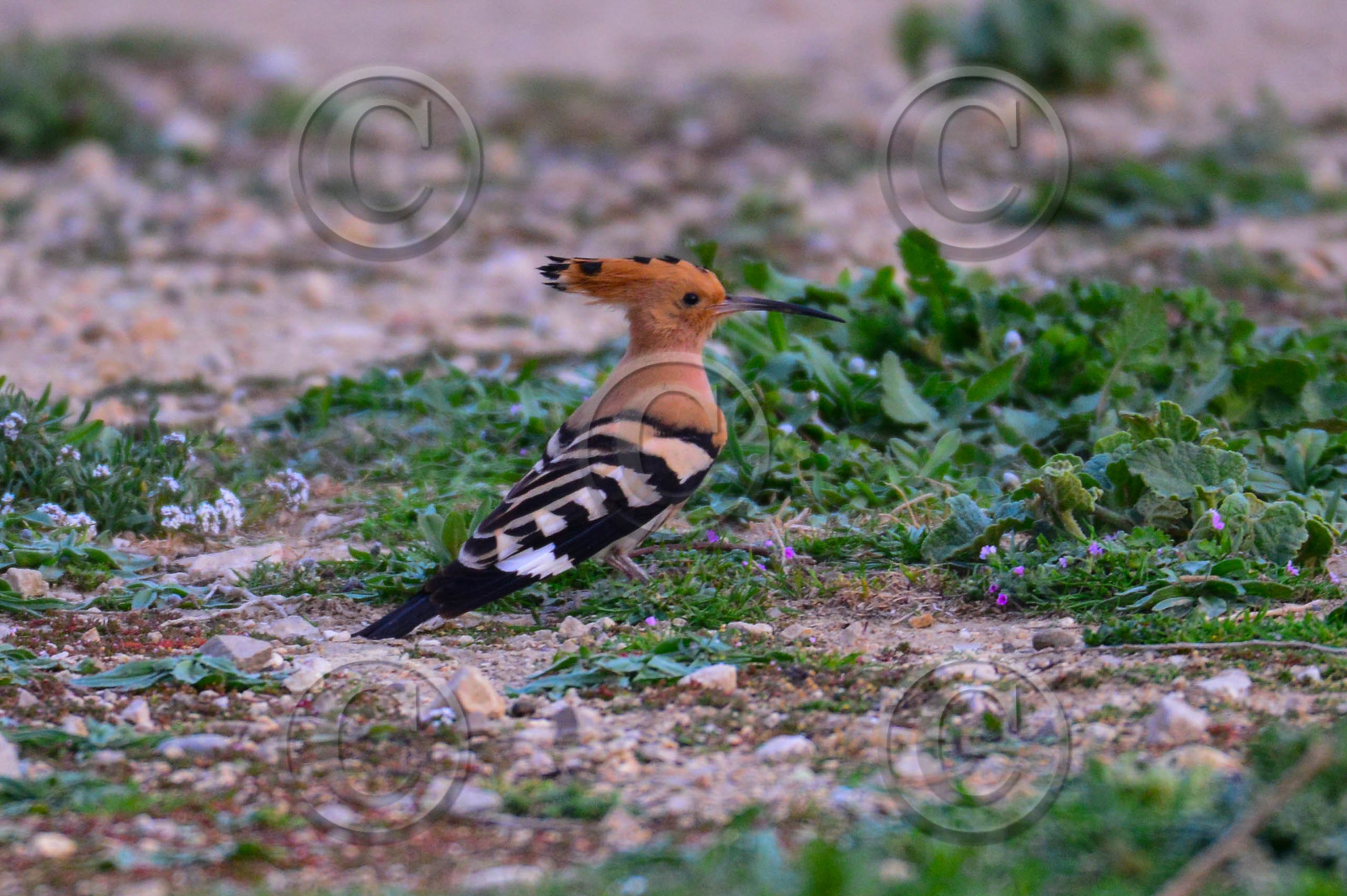 MISE A  JOUR  en cours