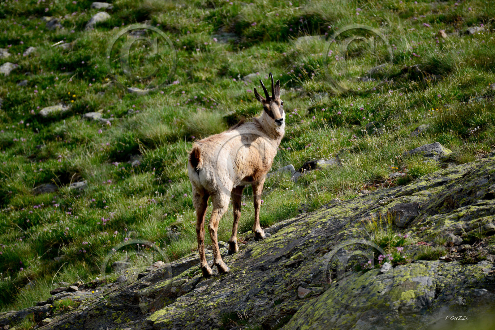 montagne haute alpes ,queyras, mercantour,alpes de haute provence,alpes maritime