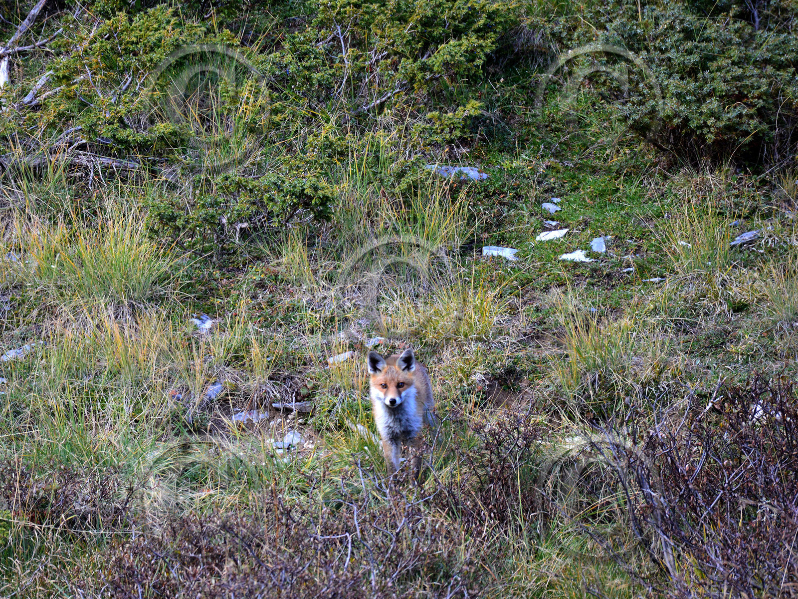 montagne haute alpes ,queyras, mercantour,alpes de haute provence,alpes maritime