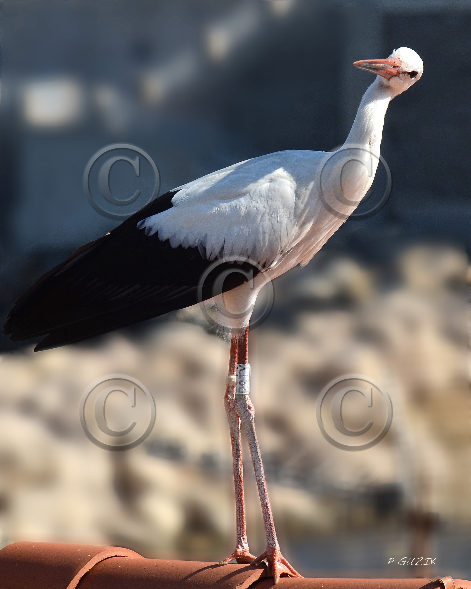 MISE A  JOUR  en cours