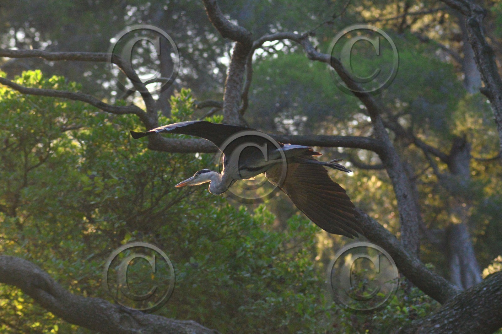 MISE A  JOUR  en cours