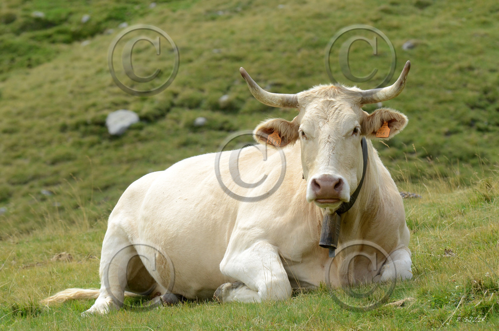 montagne haute alpes ,queyras, mercantour,alpes de haute provence,alpes maritime