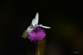 MISE A  JOUR  en cours