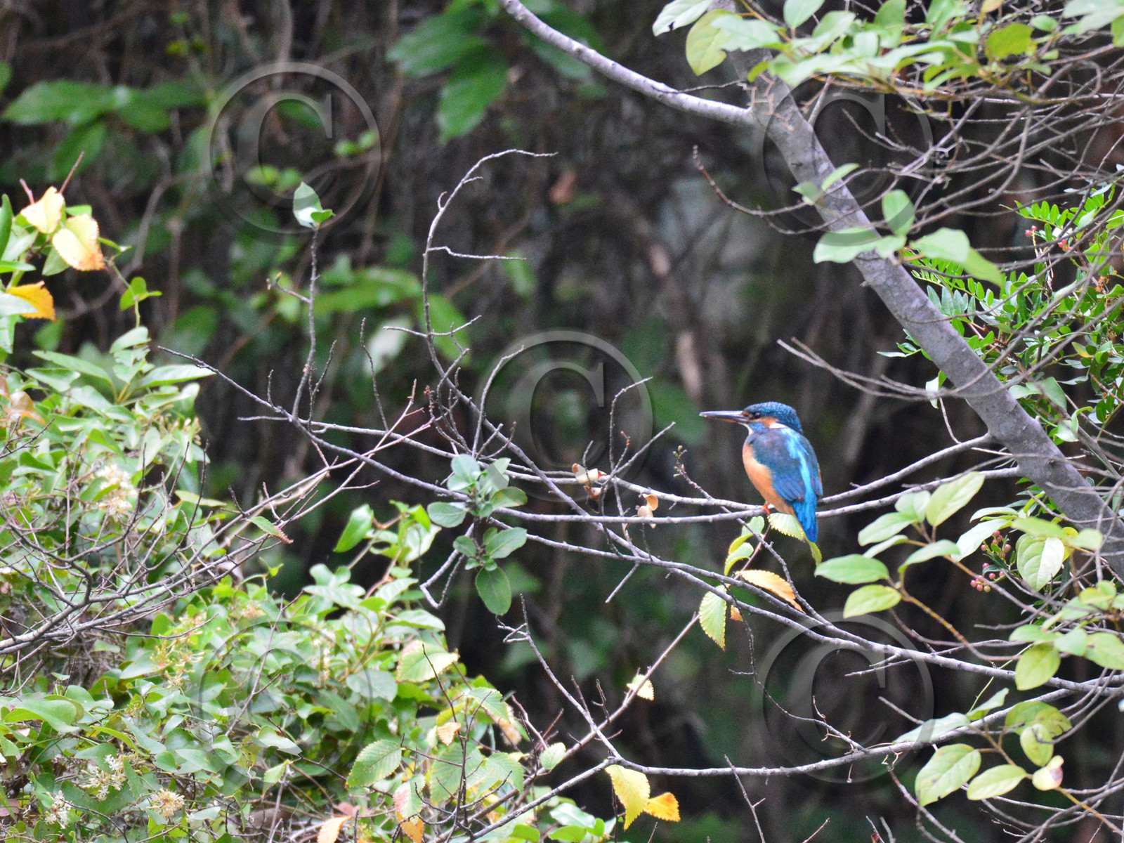 MISE A  JOUR  en cours