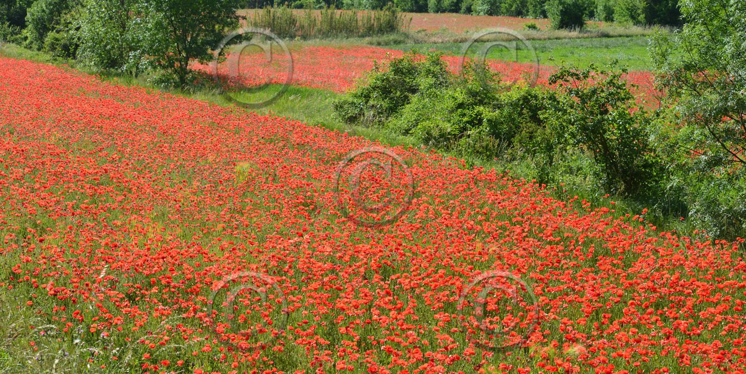 Photo de la sainte baume