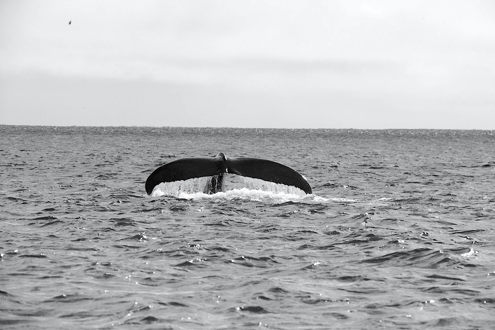 MISE A  JOUR  en cours