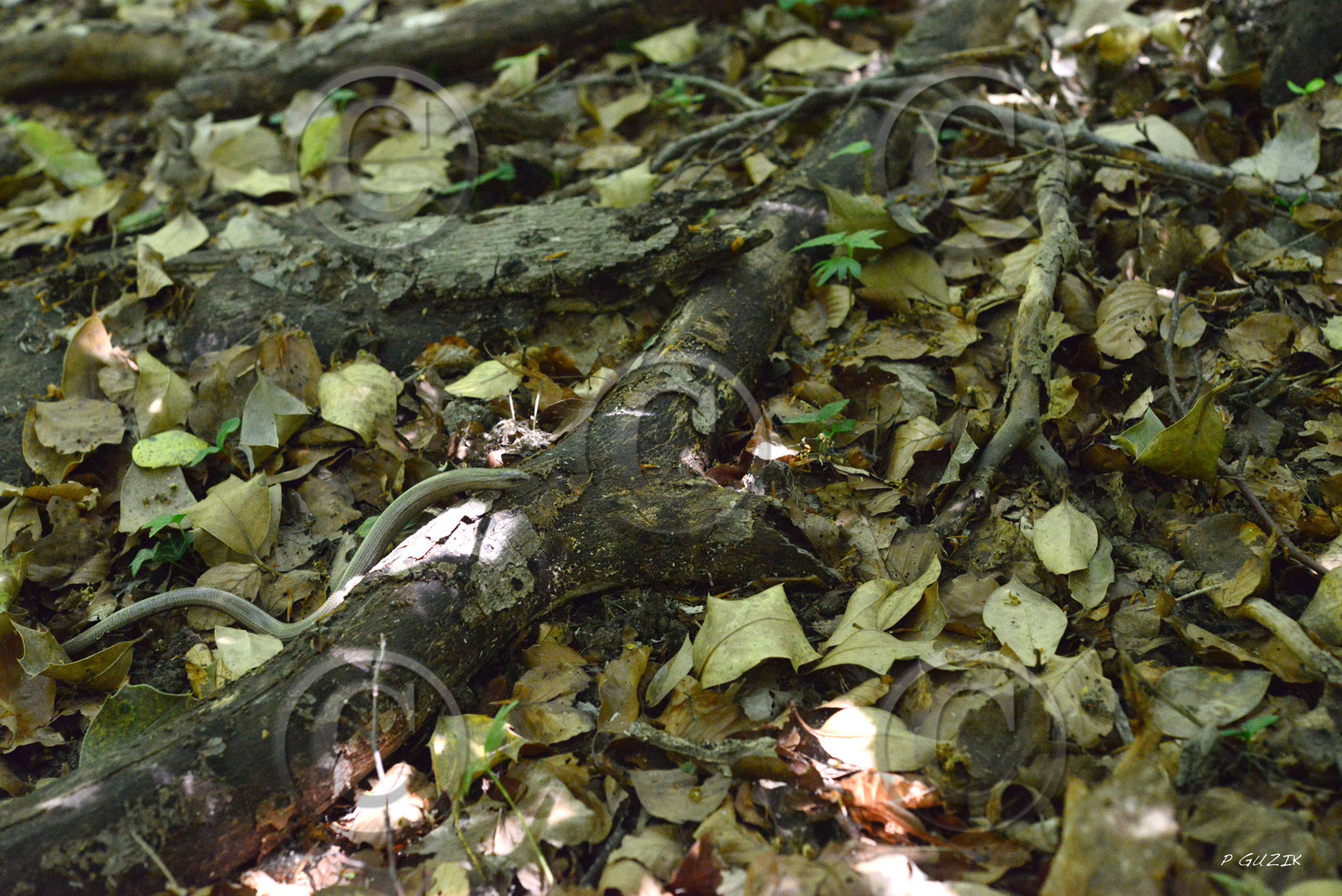 MISE A  JOUR  en cours