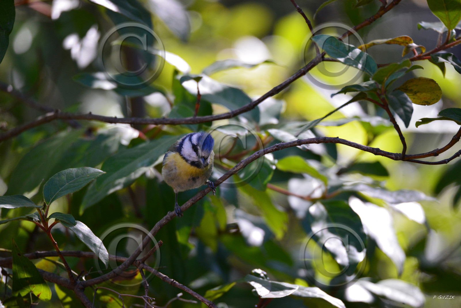 MISE A  JOUR  en cours