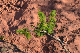 Photo de la sainte baume