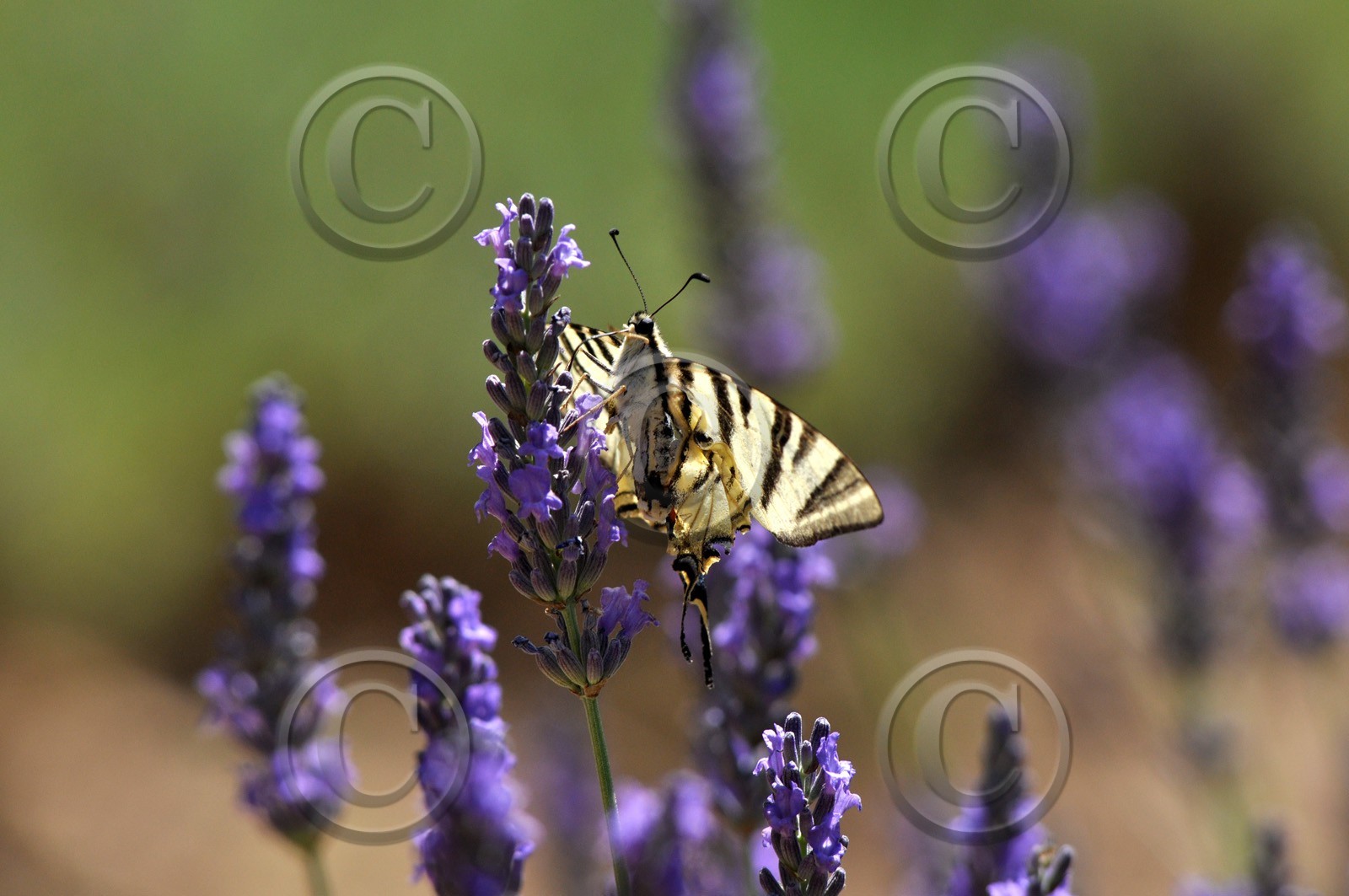 MISE A  JOUR  en cours