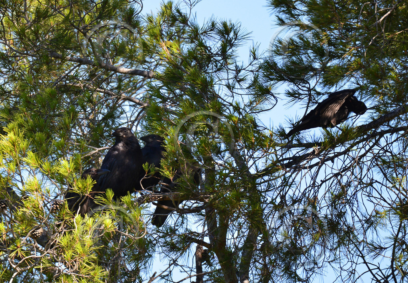 MISE A  JOUR  en cours