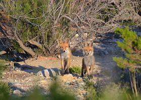 une matinée de fin juin en provence