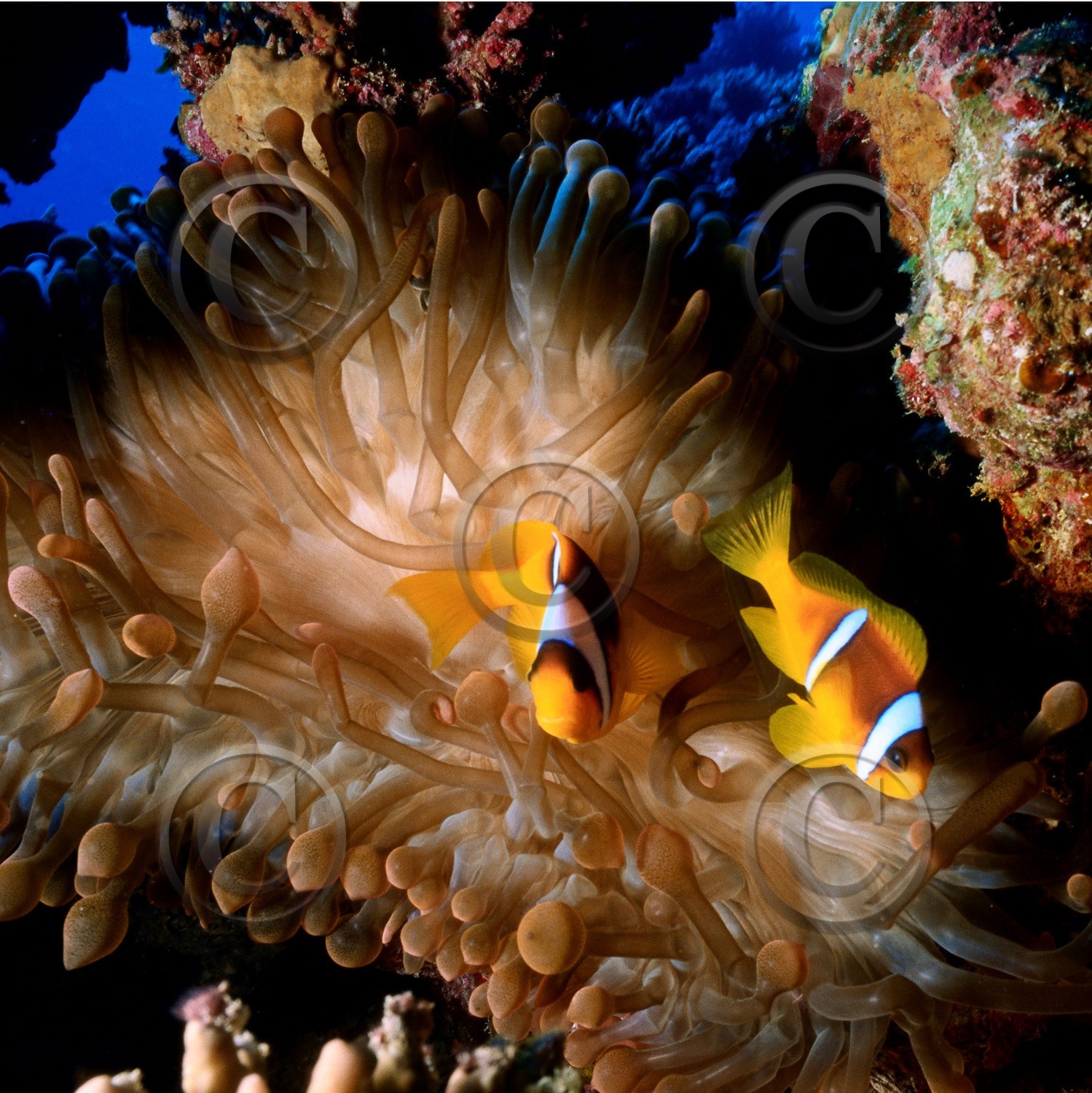 ref-608-poisson-clowns-mer-rouge-golfe-d-aqaba-120x120.jpg