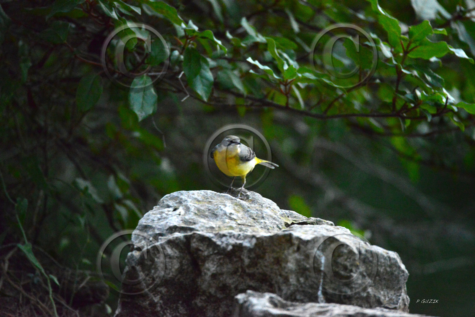 MISE A  JOUR  en cours