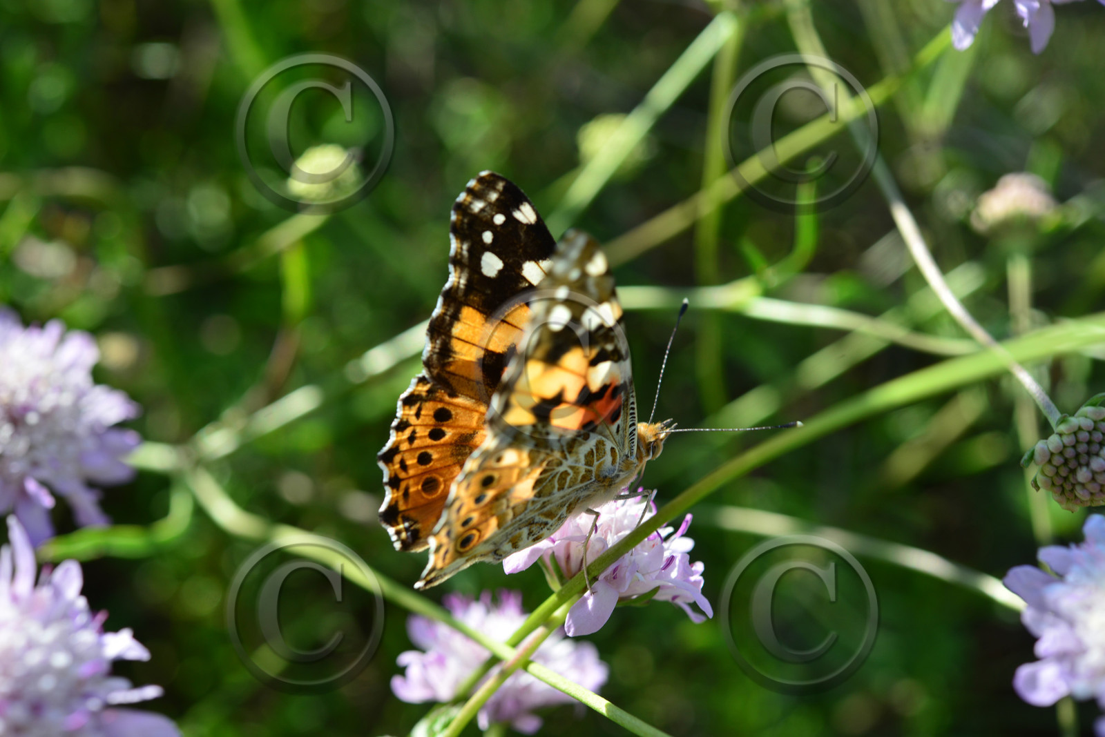 MISE A  JOUR  en cours