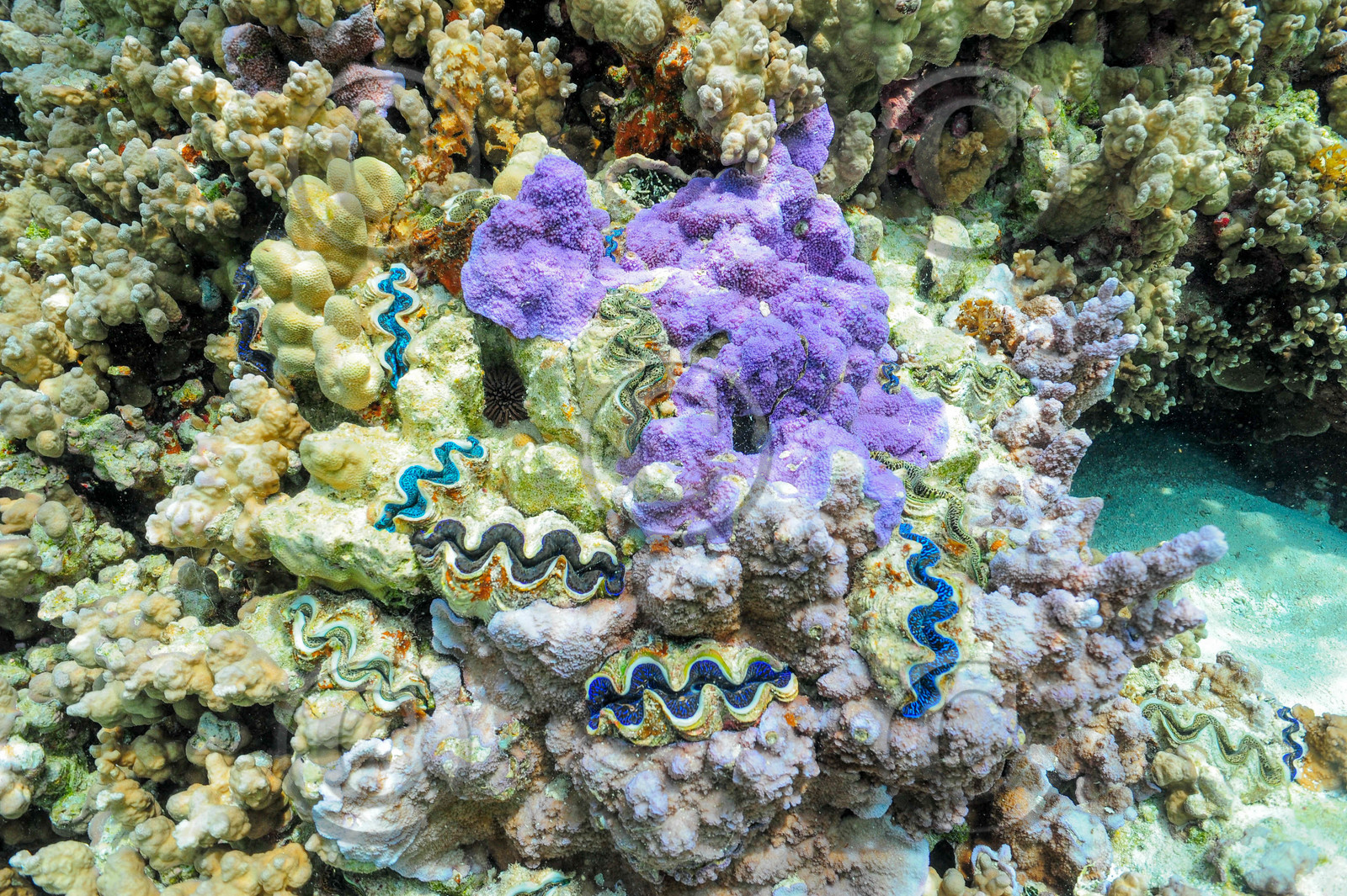 corail dans le pacifique